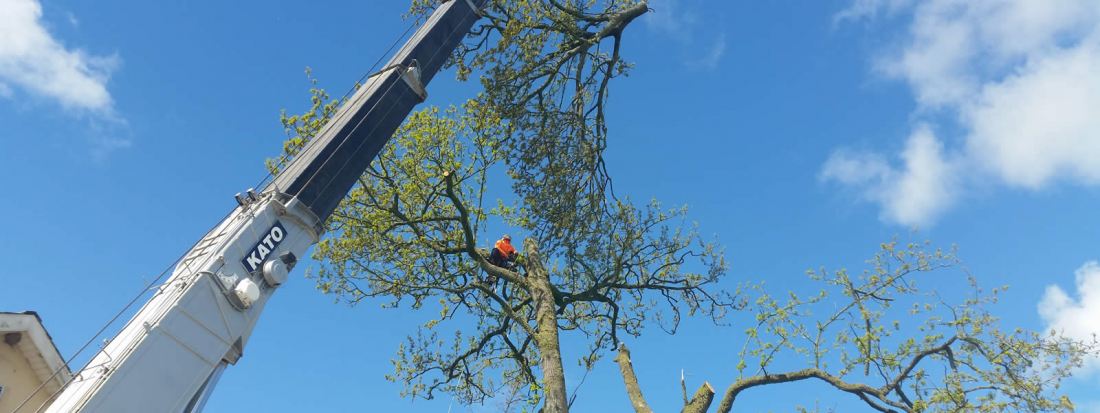 Darwin Tree Specialists Ltd Featured Image